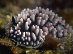 Another crinkley nudi in Taiwan....e900 macros 2xInon str... by Alex Tattersall 